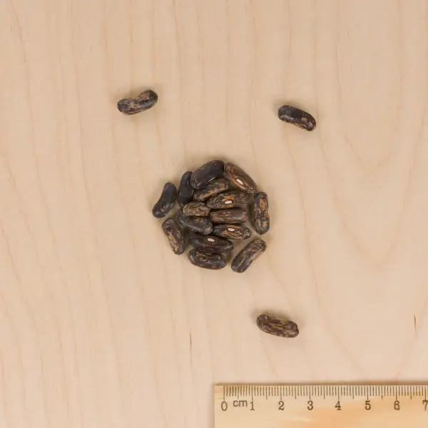 Légumes Secs - Haricot Nain Vert Triomphe de Farcy - MEDIA_3D